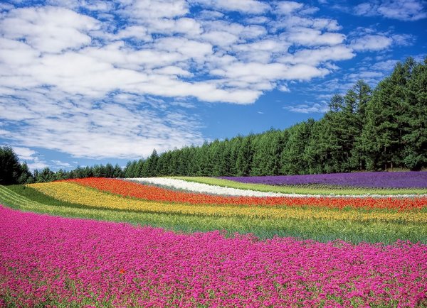 Quels sont les meilleurs endroits pour observer les cerisiers en fleurs au Japon ?